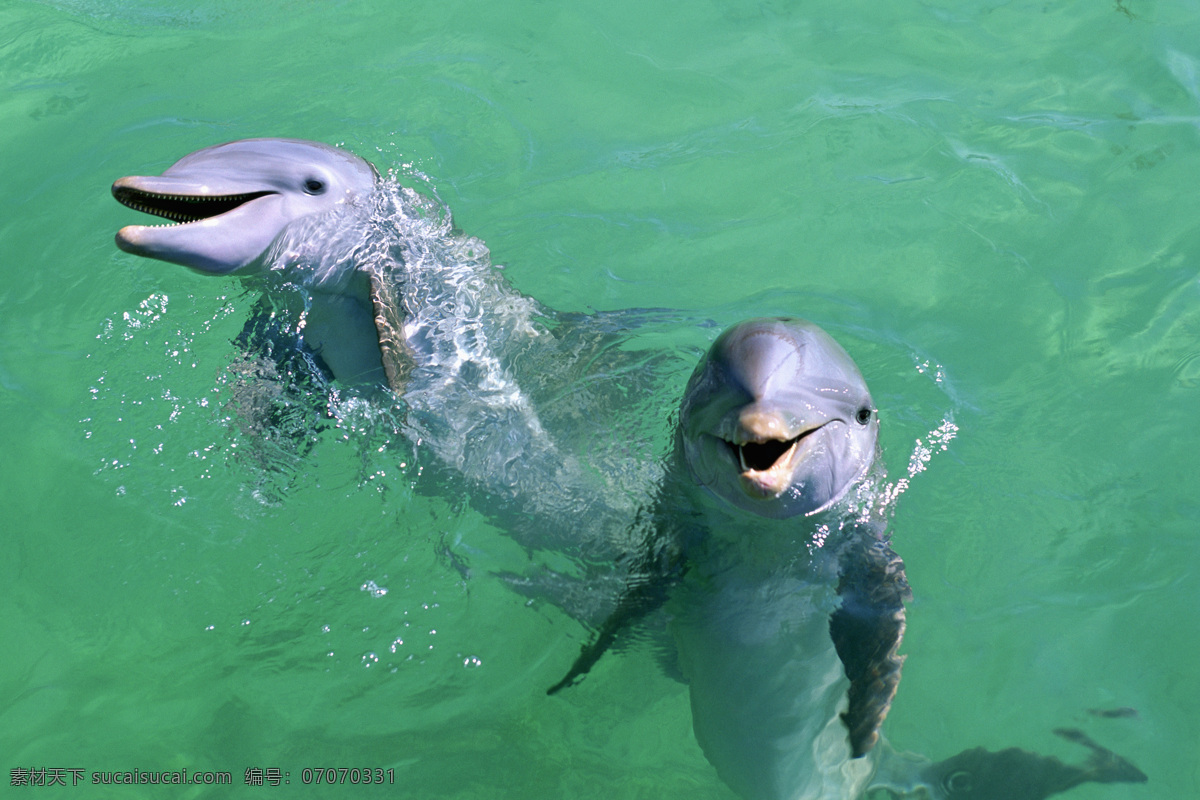 海豚 生物 海洋 海洋生物 生物世界
