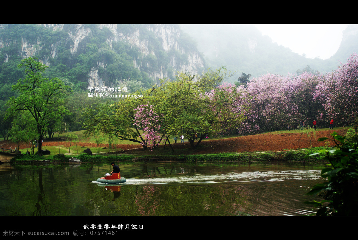 原创 紫荆花 图 风景 生活 旅游餐饮