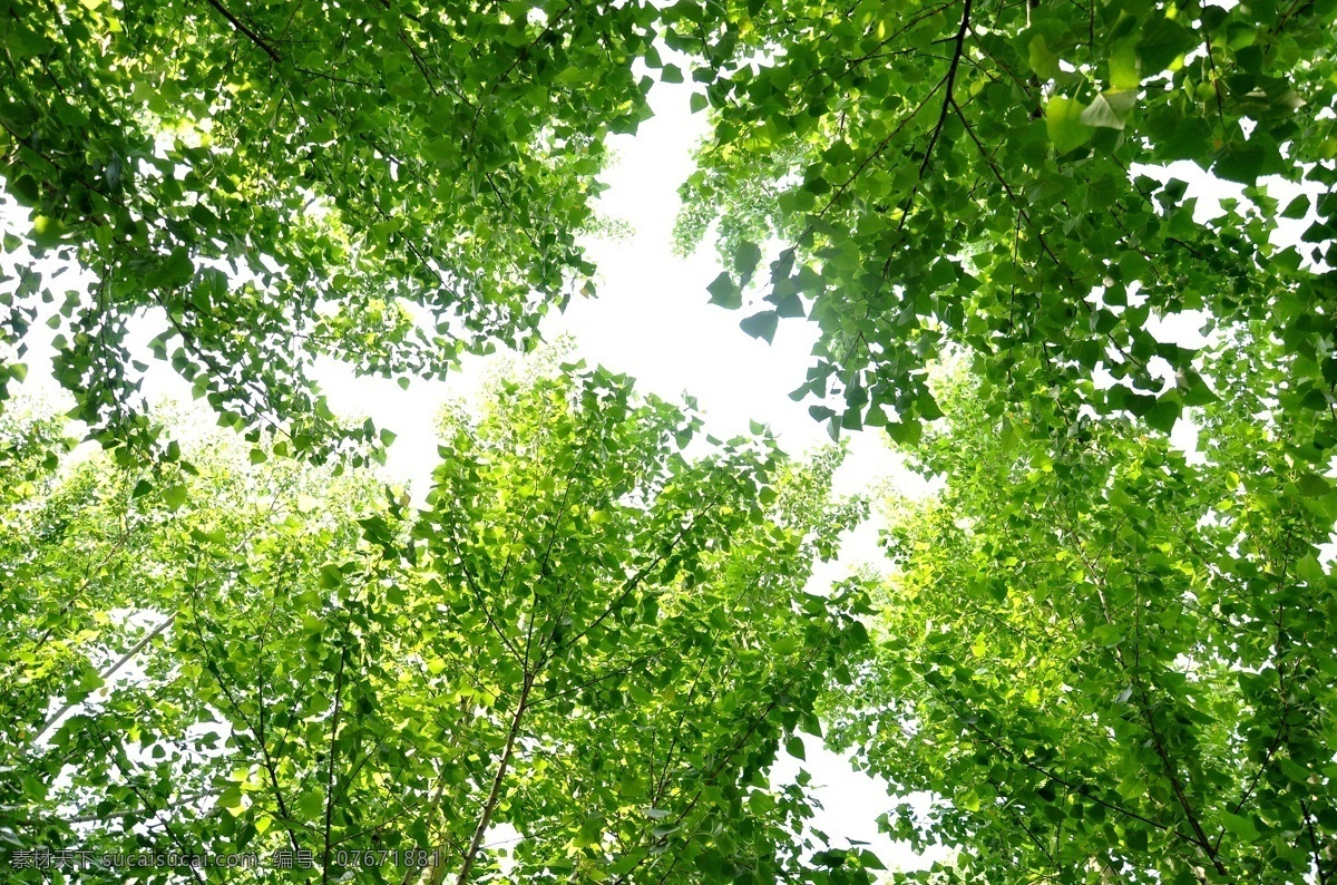 杨树林 天空 仰望 绿色植物 树叶 树木树叶 生物世界