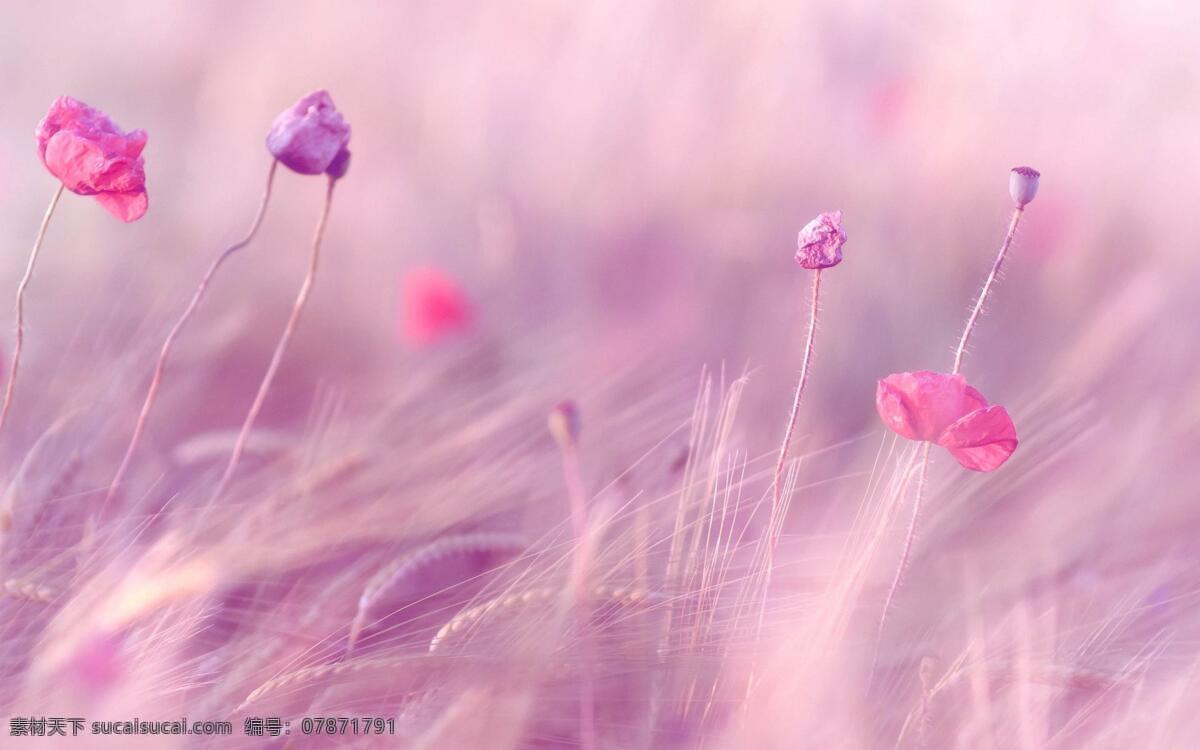 粉色花田 花 粉色 粉紫色 麦子和花 少女系 自然景观 自然风光