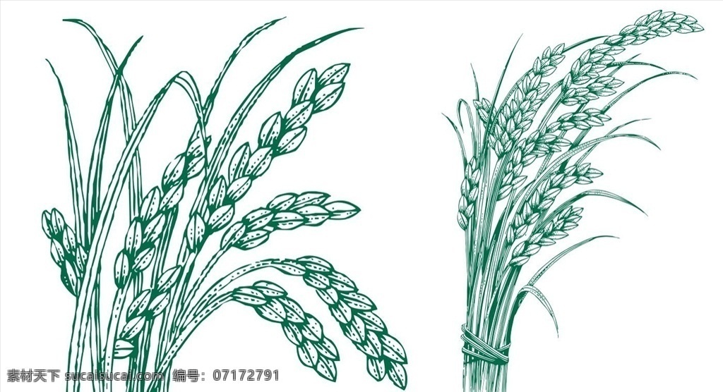 稻米 米 稻穗 颗粒 叶子 矢量图 可编辑 田园 生物世界 蔬菜