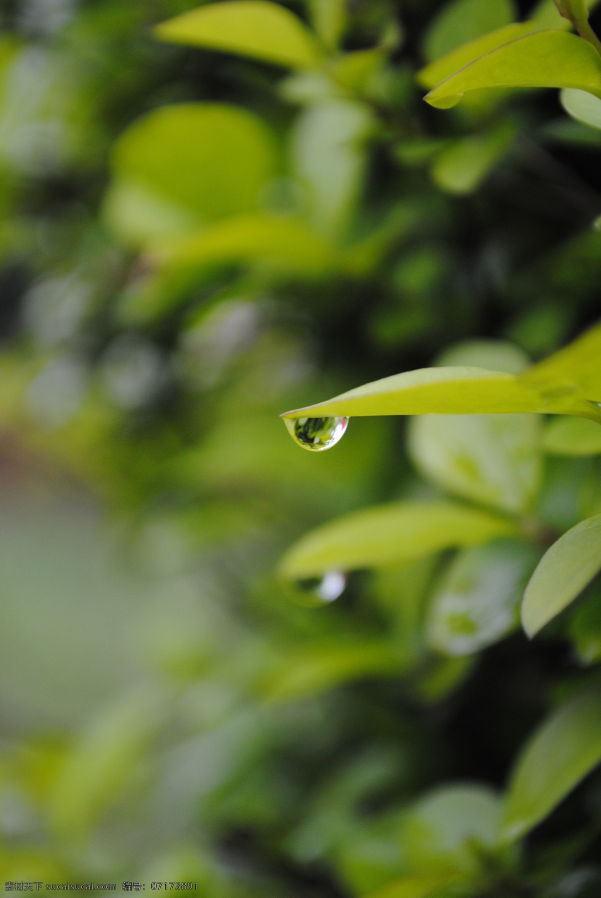 水滴 晶莹 绿叶 绿意 生物世界 树木树叶 特写 桌面背景 雨后 psd源文件