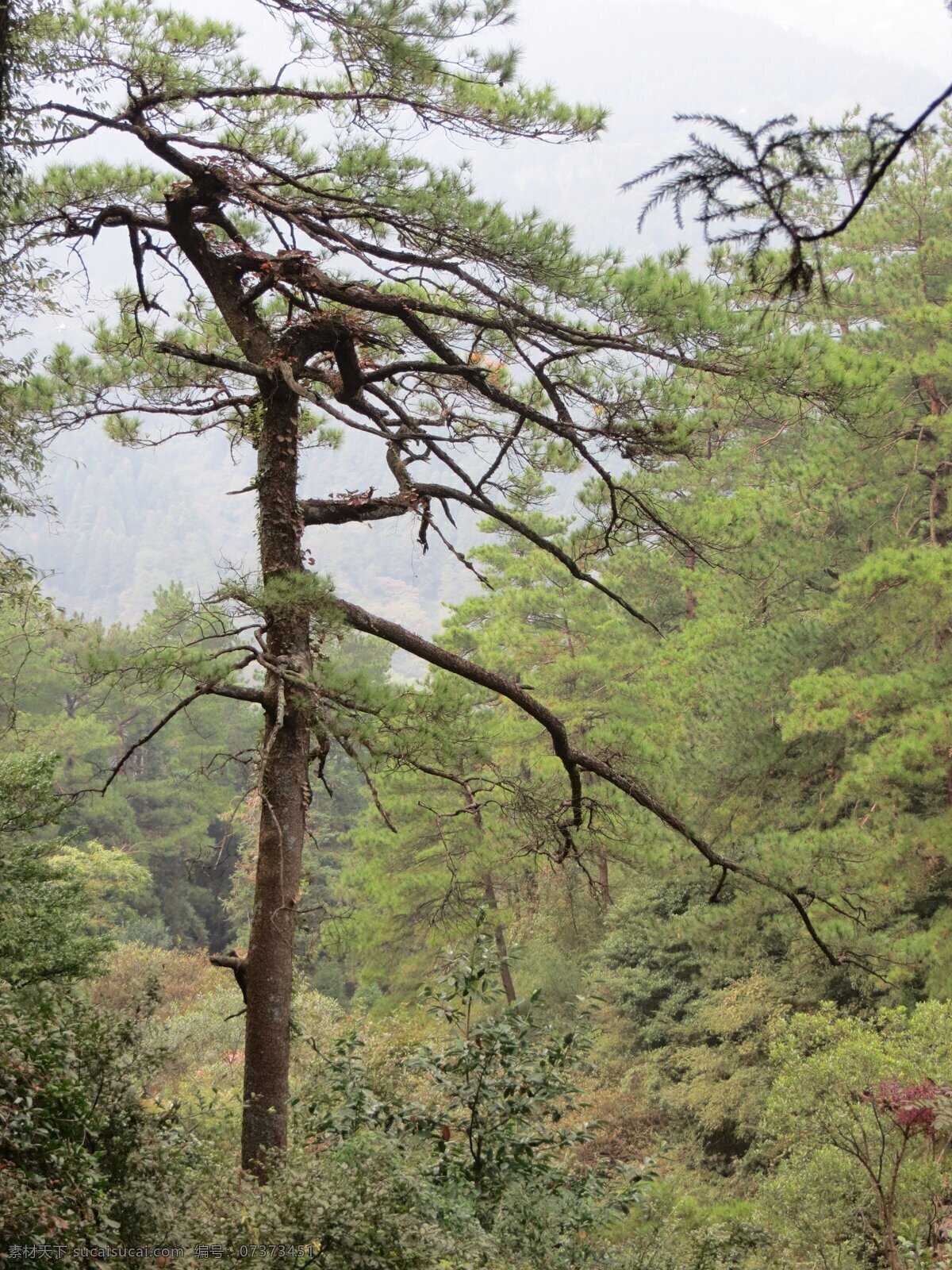 松树 山松 树木 山 绿色 自然景观 自然风景