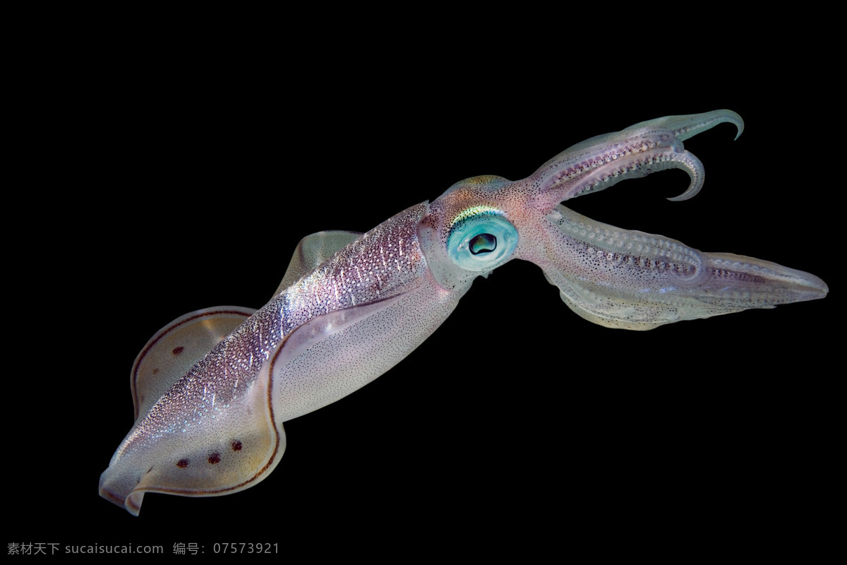 唯美 动物 可爱 生物 海洋动物 章鱼 乌贼 生物世界 海洋生物