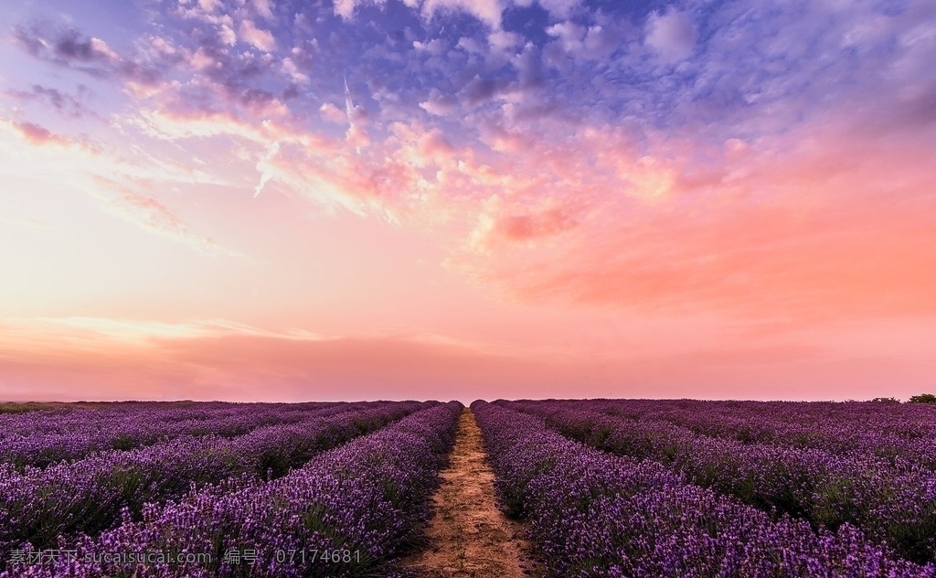 梦幻紫 梦幻 紫色 薰衣草 花海 天空 落日 背景 自然景观 山水风景