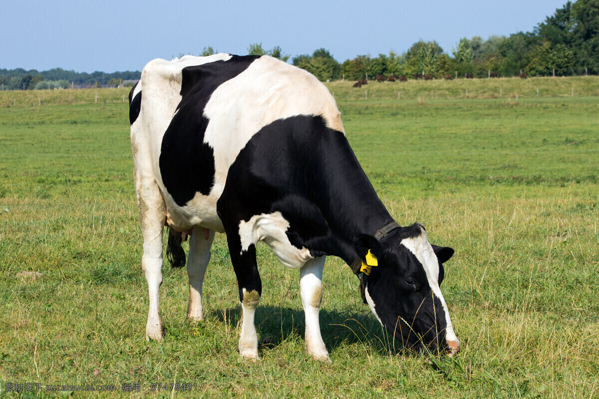 奶牛 奶制品广告 奶源地 蓝天白云 草地奶牛图片 草原 牛群 奶制品 牛初乳 放牧 草地 黑白花奶牛 牛 牲畜 生物世界 家禽家畜