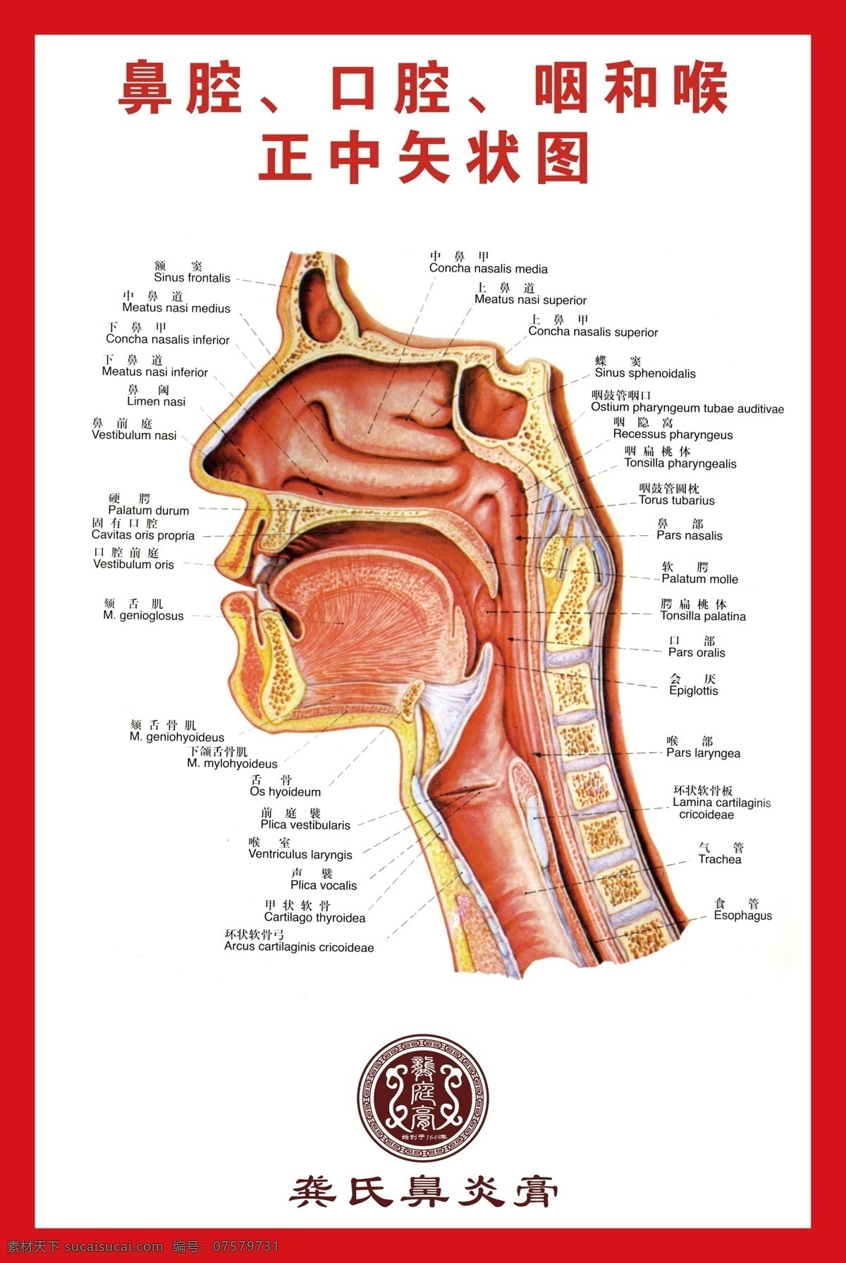 鼻腔分布图 鼻腔 分布 口腔 咽喉分布图 解剖图 分层