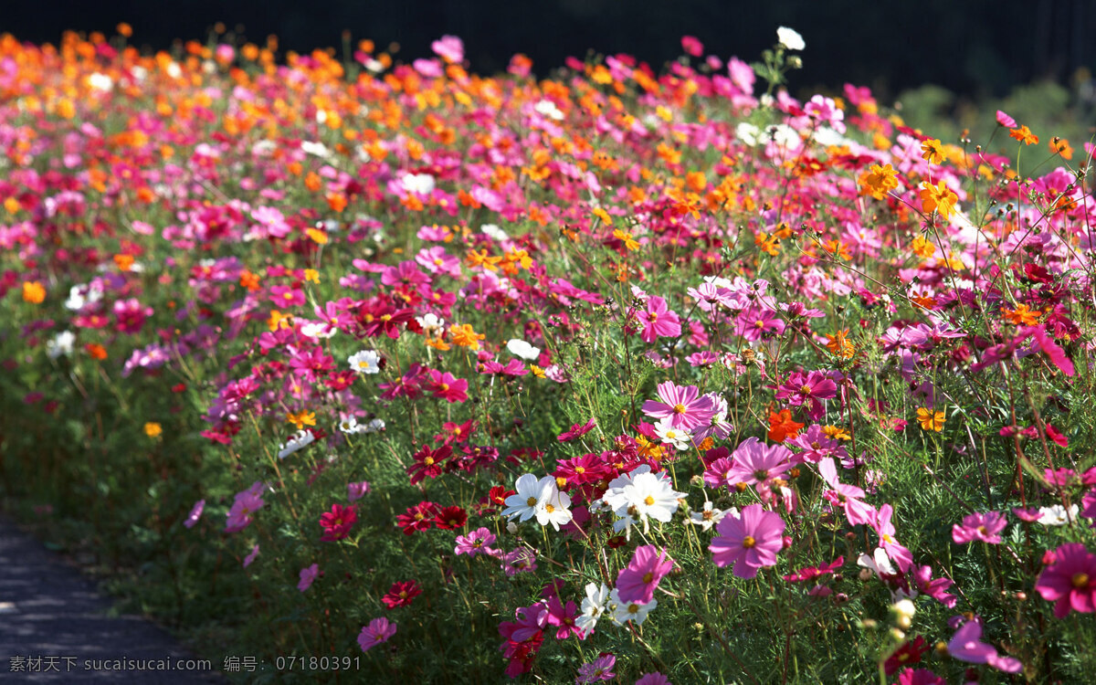 波斯菊 夏花 灿烂 花 花朵 花草 生物世界