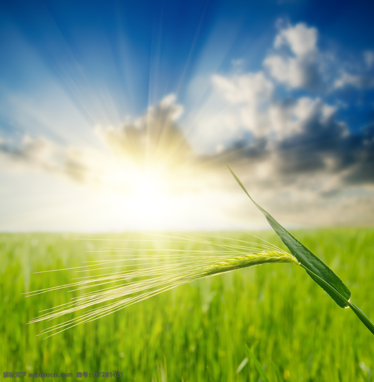 阳光 照射 绿色 麦田 小麦 麦穗 稻田 麦地 田野 蓝天 山水风景 风景图片