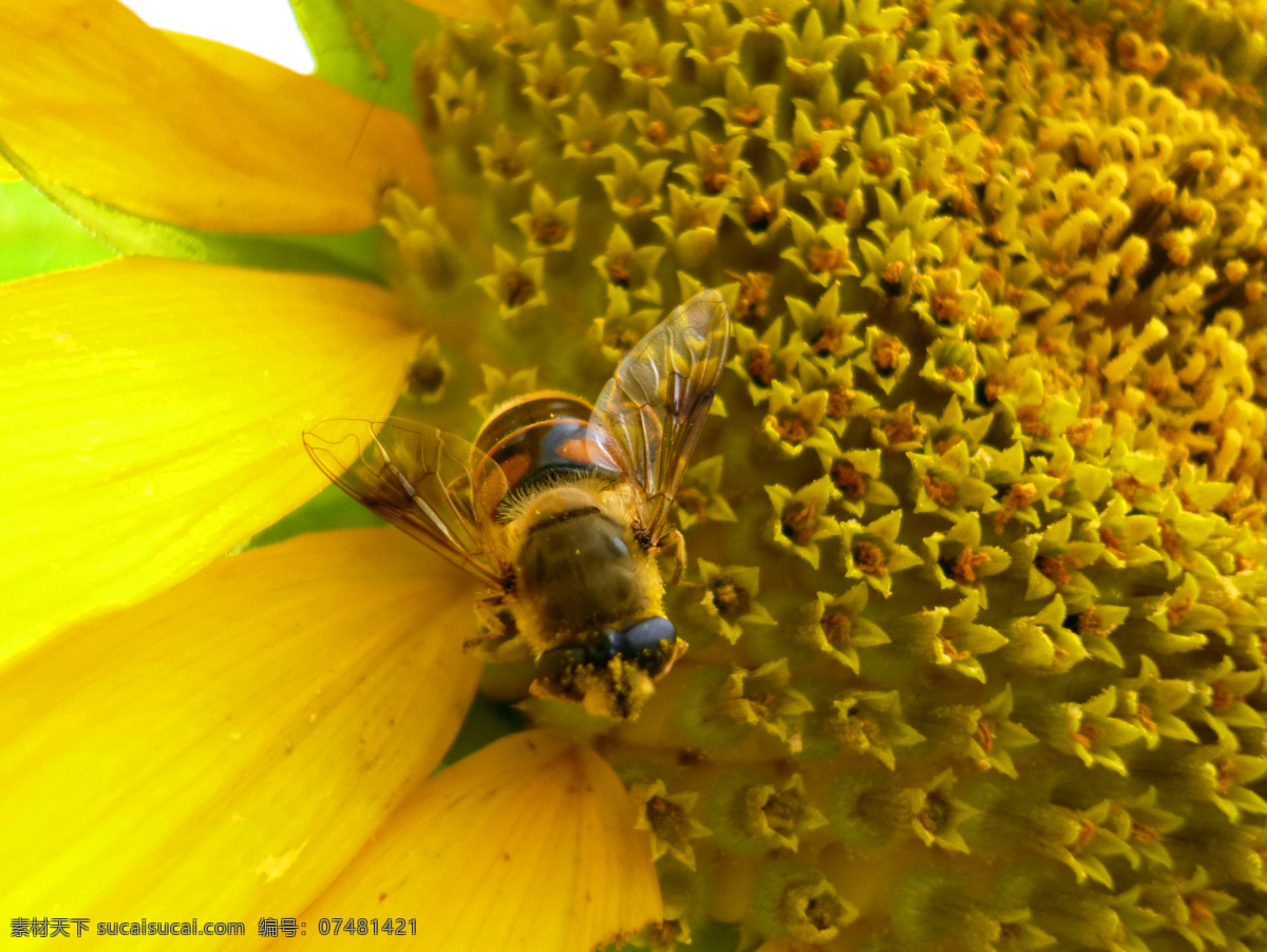 向日葵 花草 葵花 昆虫 农作物 生物世界 太阳花 鲜花 植物 小蜜蜂 采花蜜