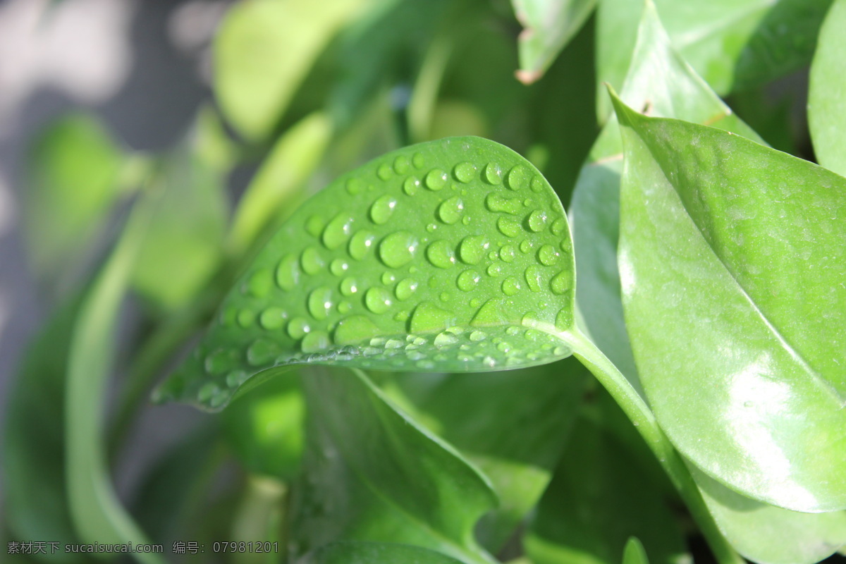 绿萝 植物 绿色植物 露珠 露水 水珠 生物世界 花草