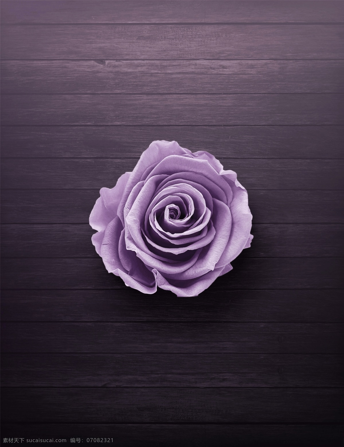 木板 上 紫色 玫瑰花 木纹 花朵 植物 花草 紫色背景 背景 创意 高清 简单 简约 大气 清新 tiff 壁纸 电脑壁纸 桌面 电脑桌面 海报 设计素材 拍摄 摆拍