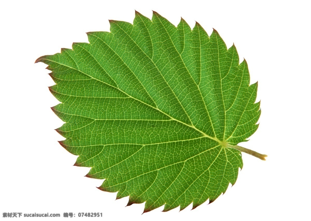 叶缘锯齿状的植物叶片素材图片下载-素材编号07482951-素材天下图库