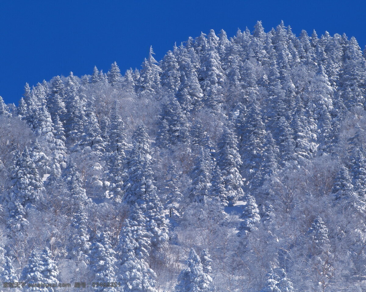 冬天 雪景 大雪 冬天雪景 风景 生活 旅游餐饮