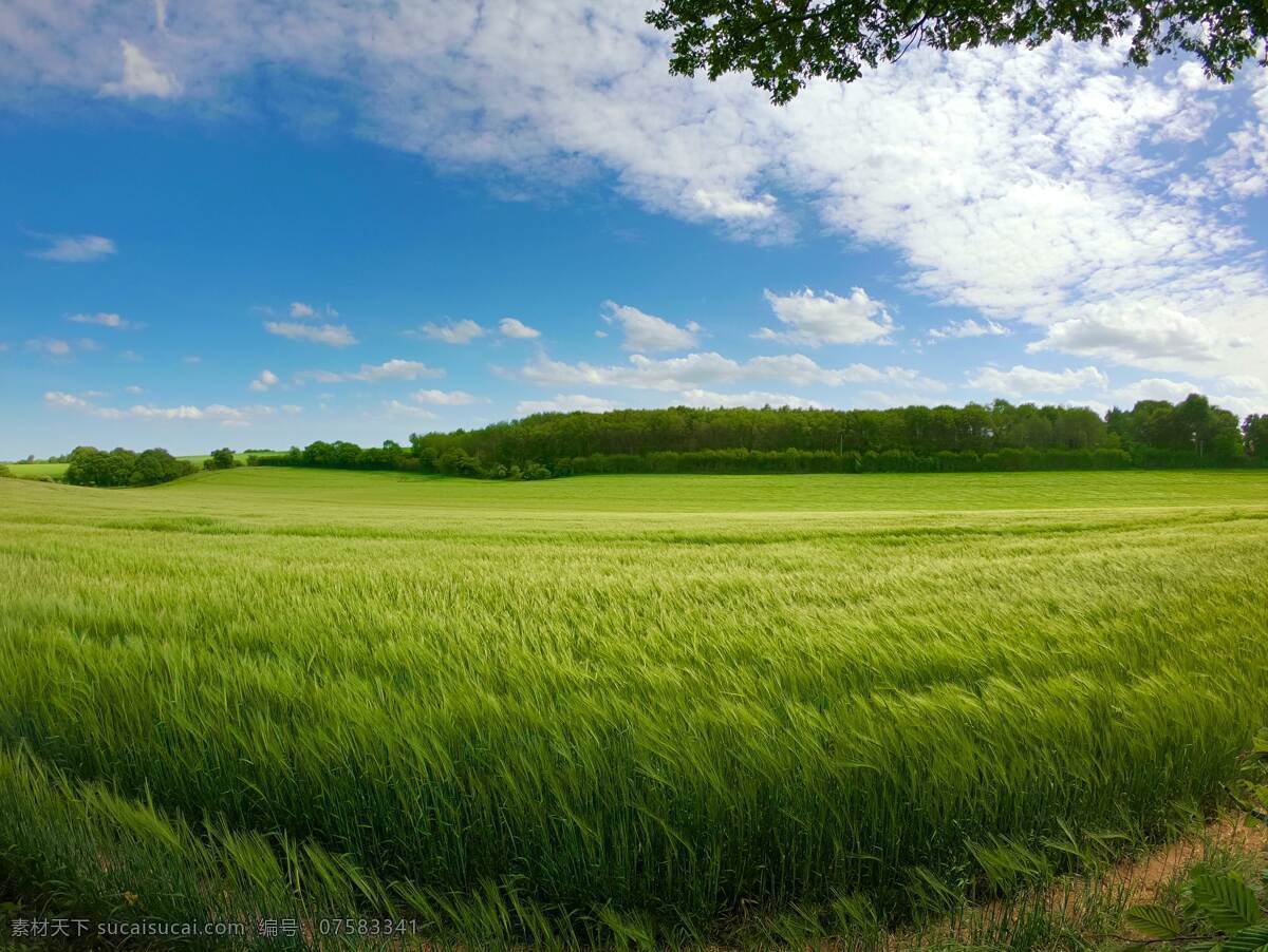 麦田 小麦 植物 环境 天空 镜头 蓝天 白云 自然景观 田园风光