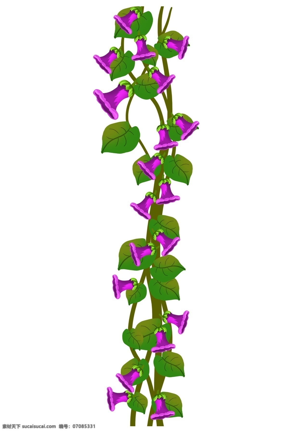 紫色 牵牛 花花 藤 插图 美丽的牵牛花 漂亮的牵牛花 紫色牵牛花 绿色树枝 立体牵牛花 盛开的牵牛花