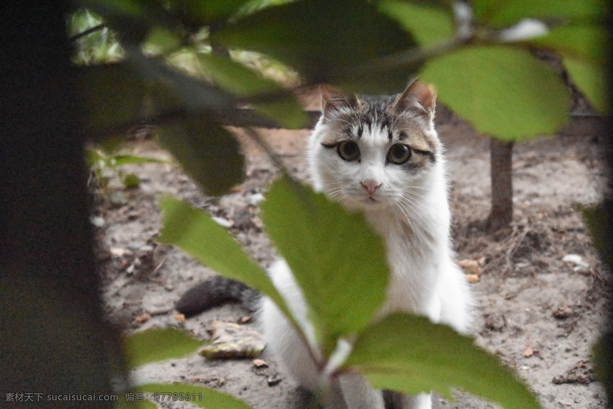 流浪猫 公园 狸花猫 小猫 旅游摄影 国内旅游