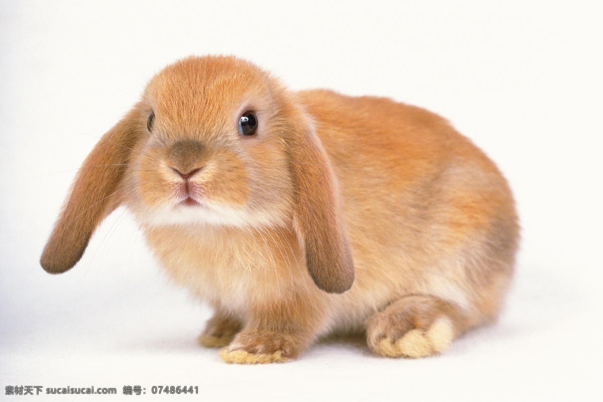 可爱 长耳 兔 小兔子 兔子 长耳兔 萌 宠物 可爱的兔子 动物世界 陆地动物 生物世界