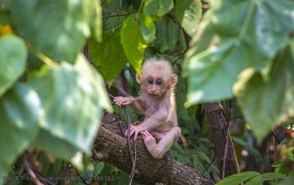 猕猴图片 动物 猴子 哺乳动物 自然 坐着 森林 热带雨林 分享 自然景观 自然风景