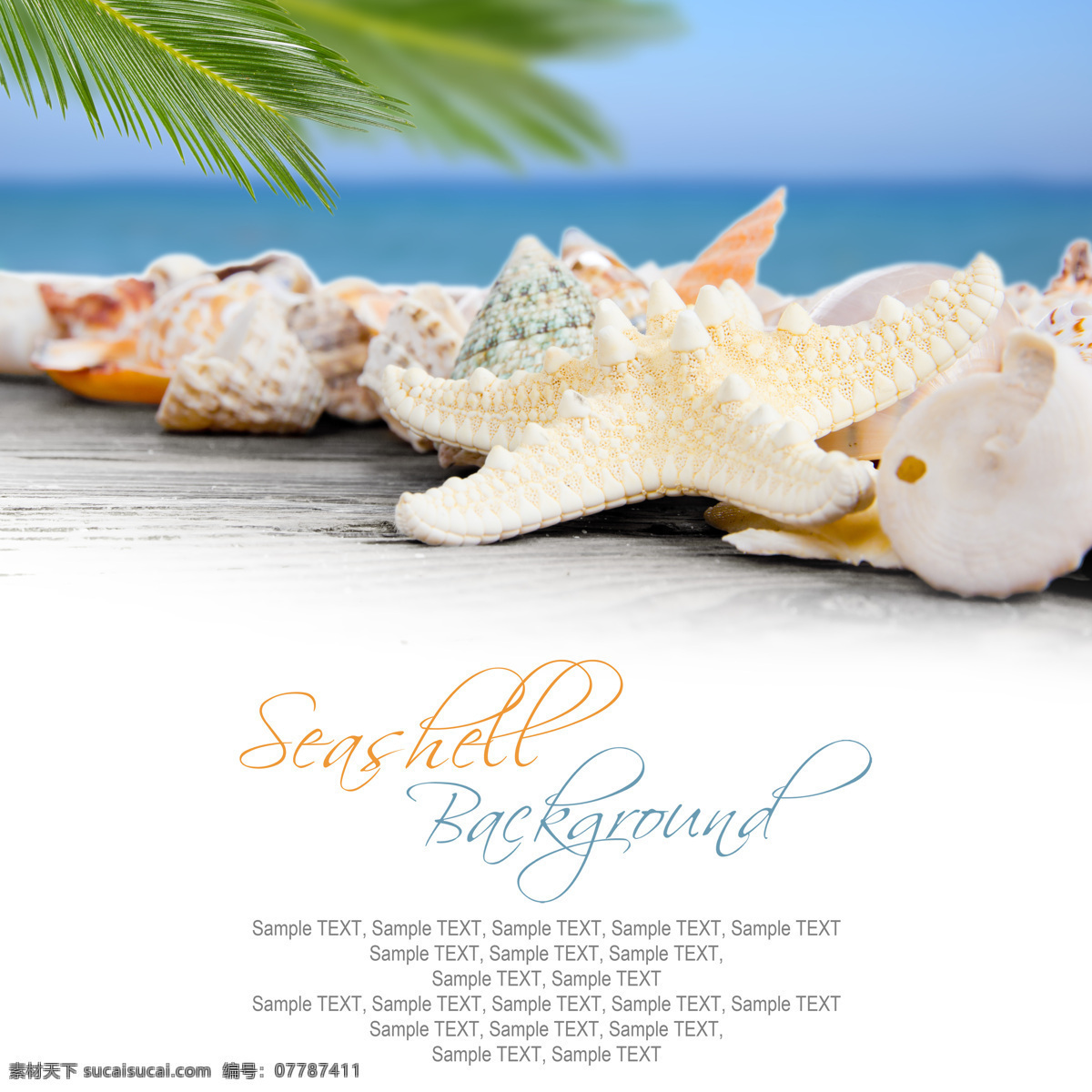 椰子树 海螺 海洋 贝壳 海洋生物 沙滩 海滩 沙子 夏日海洋风景 海洋海边 大海图片 风景图片