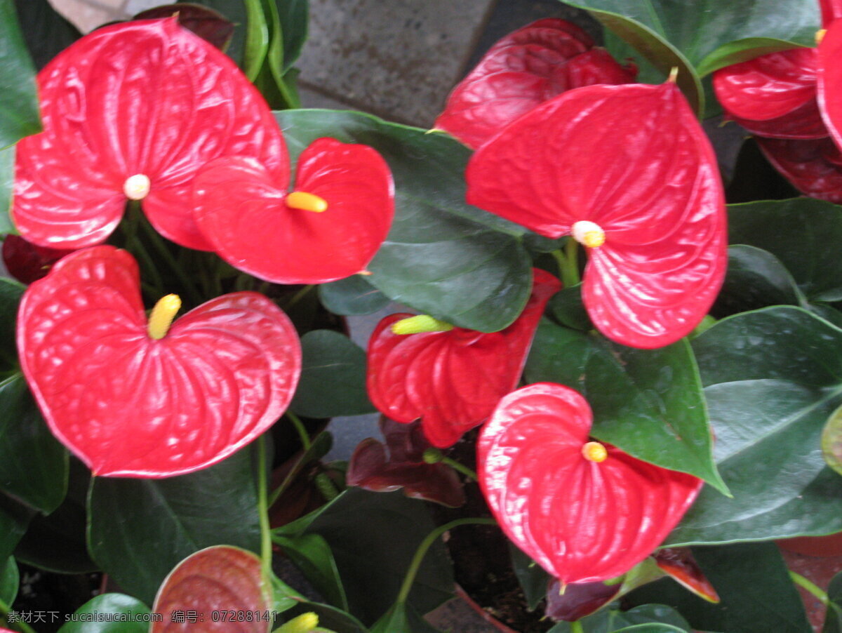 火鹤花 红掌 花烛 安祖花 红鹅掌 花坛 花卉 观赏花卉 植物 花儿 花草 绿化景观 草本植物 红掌粉掌 生物世界