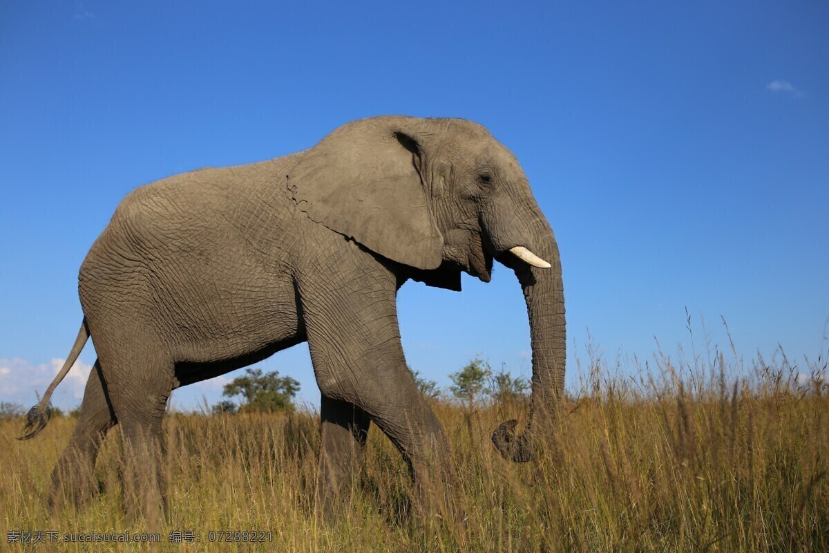 非洲草原象 草原象 非洲象 非洲大象 非洲草原 大象 野生象 野生大象 野生 野生动物 草原 大草原 草地 动物 生物世界