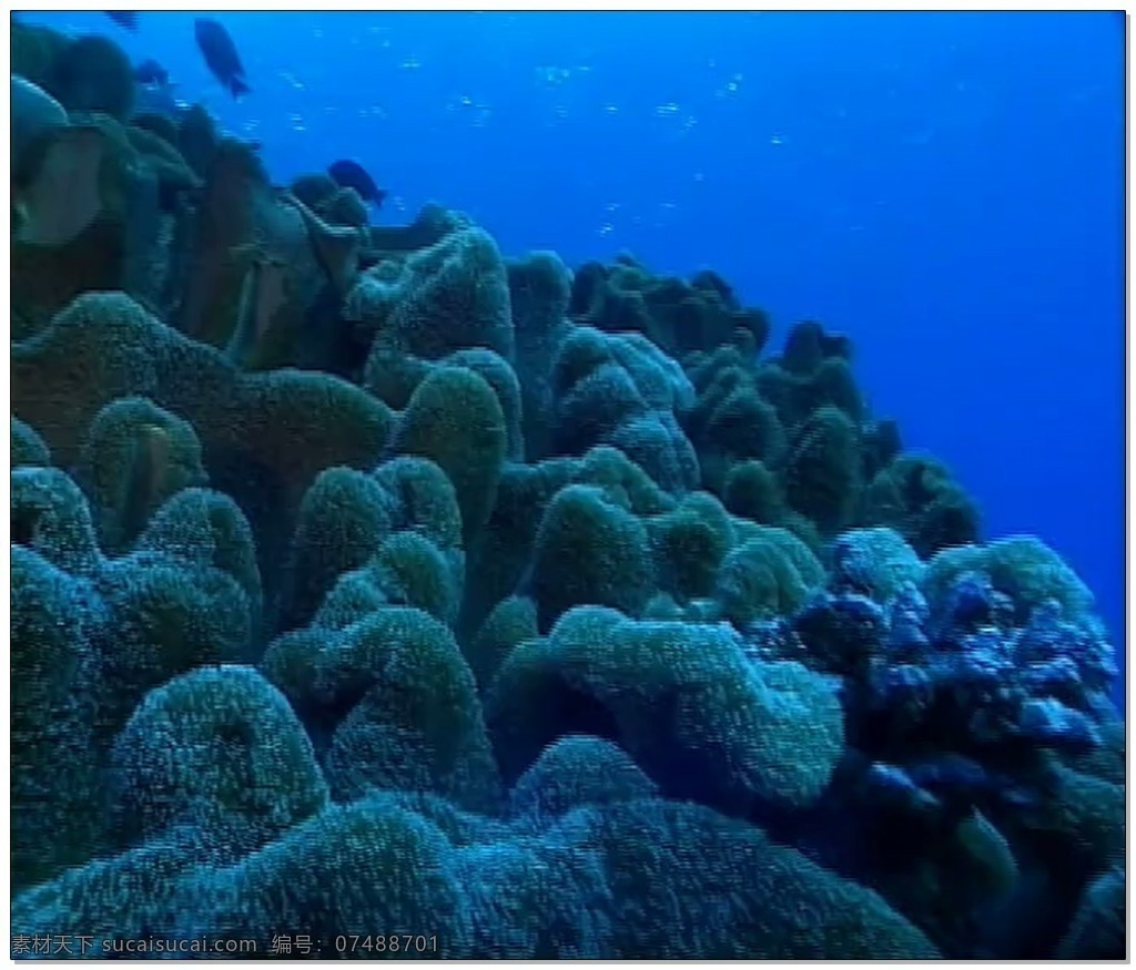水底 世界 视频 蓝色 植物 鱼类 视频素材 动态视频素材