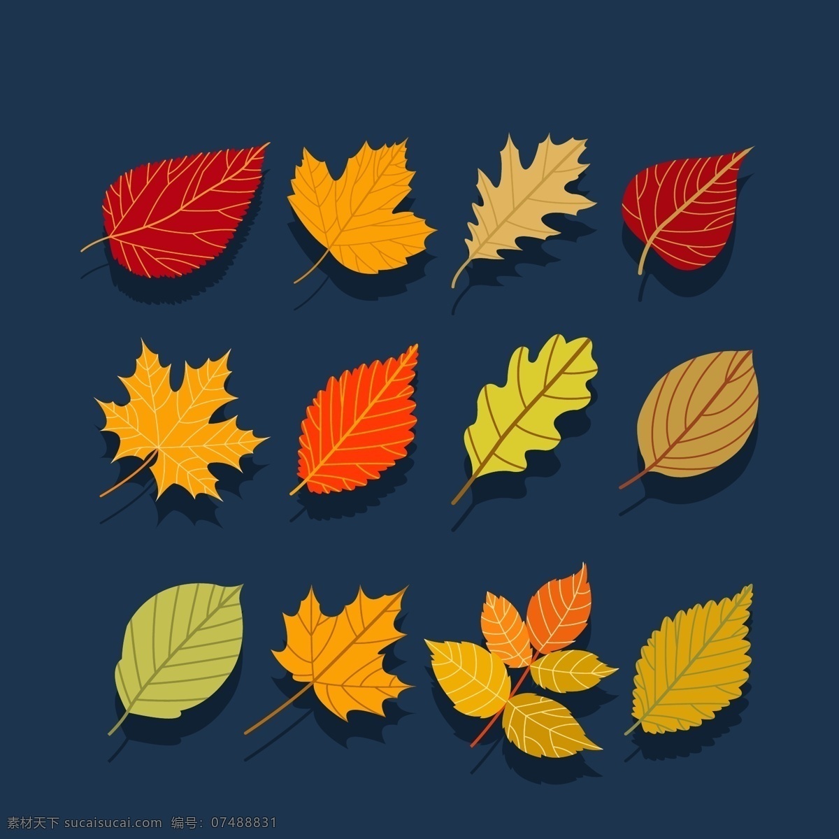 树叶 不同 造型设计 枫叶 矢量素材 设计素材 平面素材 桑叶 松叶 桦树叶