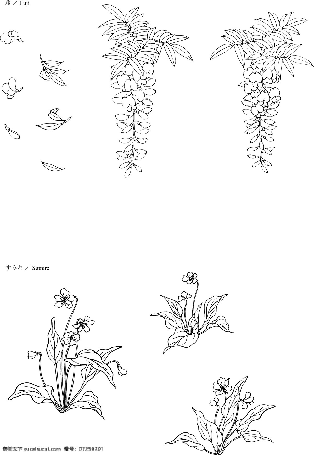 线描 紫藤 野 百合 矢量 线描野百合 矢量素材 花卉 线描花卉 矢量花卉 实用素材 底纹边框 花边花纹 线描矢量素材