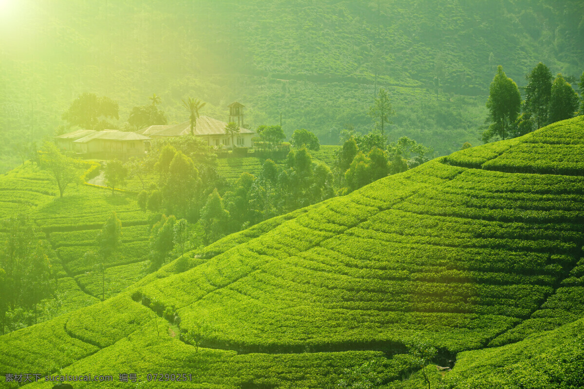 茶山 绿色 茶树 茶场 风景 植被 茶叶 绿地 绿 植物 山丘 丘陵 自然美景 美丽茶山 景色 茶山风景 茶园 美丽风景 风景摄影 自然景观 田园风光 旅游摄影 国内旅游