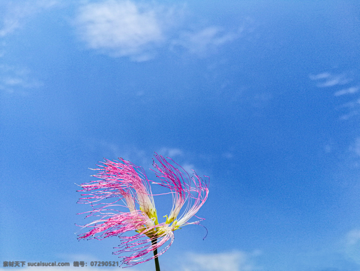 天空 花 合欢花 蓝天 白云 花卉 自然景观 自然风景