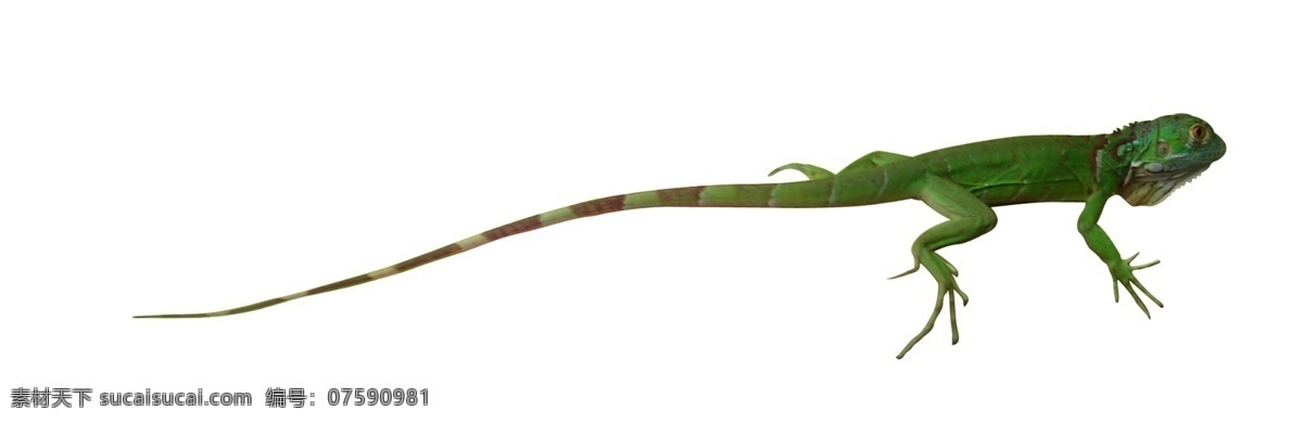 蜥蜴 绿鬣蜥 宠物 另类宠物 冷血动物 爬行动物 热带 热带雨林 野生动物 分层 源文件库