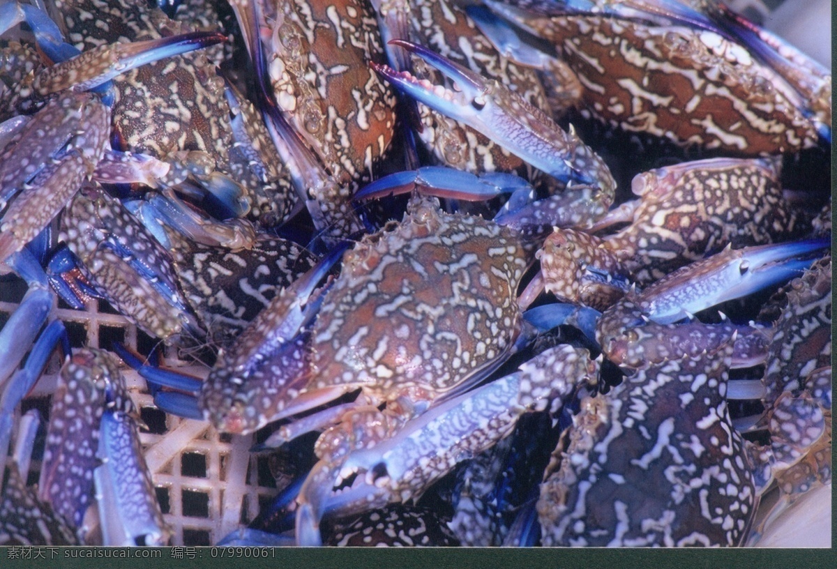花蟹 蟹 海鲜 水产 新鲜海产品 防城港 食物原料 餐饮美食
