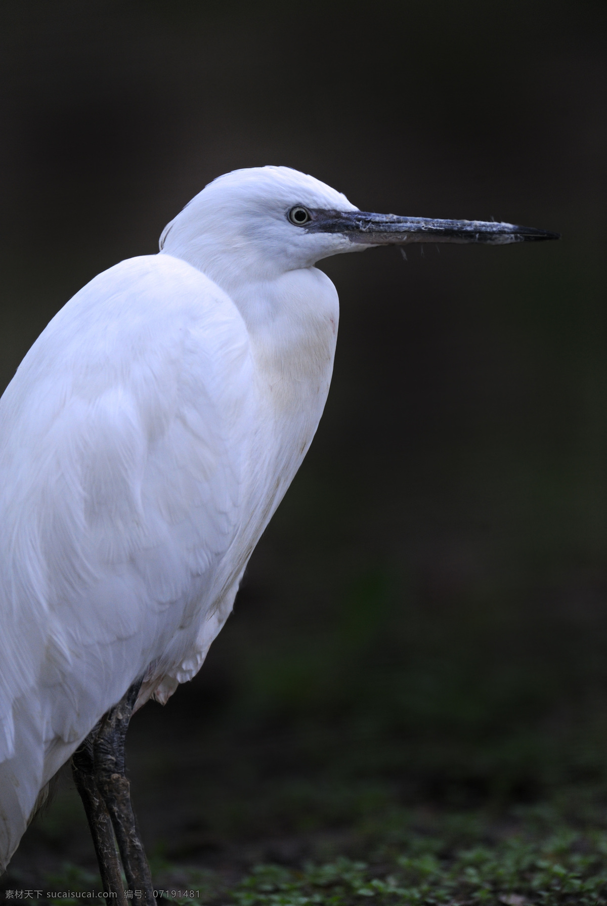 白色 长嘴 小鸟 空中飞鸟 鸟类 禽类 动物 野生动物 动物世界 动物摄影 生物世界