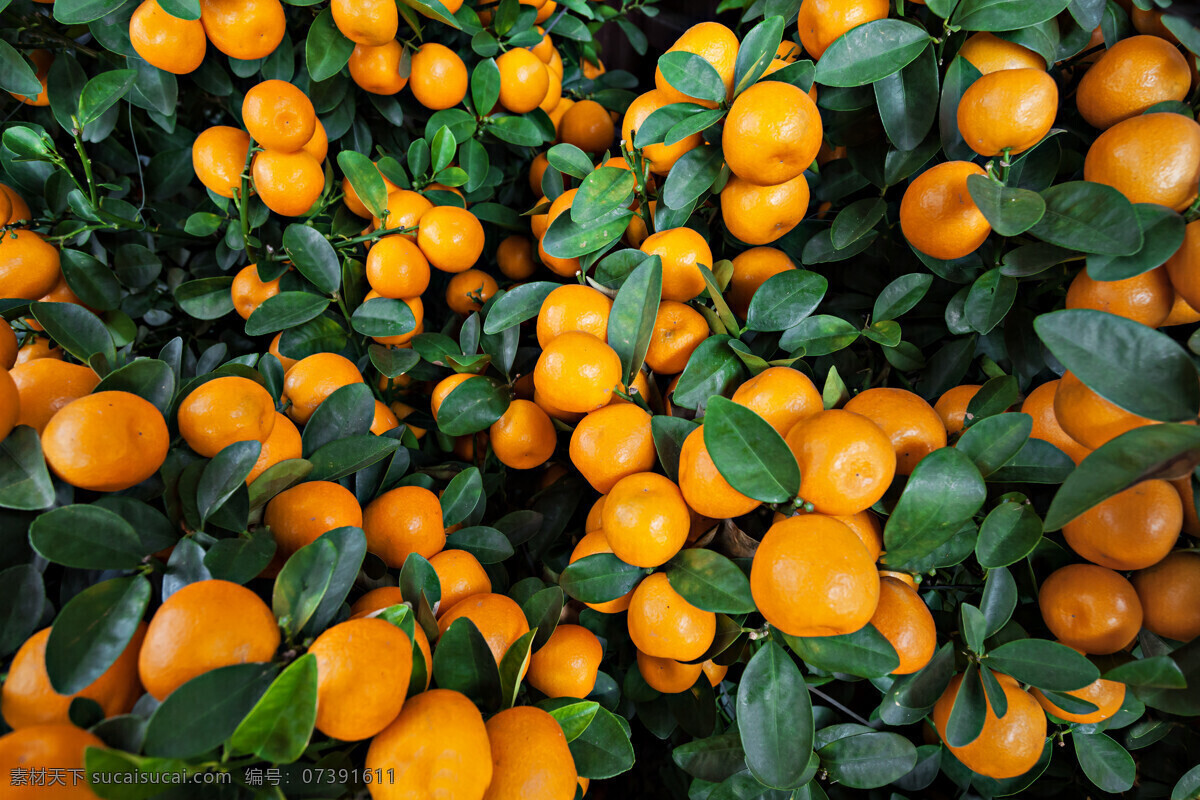 创意水果背景 橙子 桔子 水果 新鲜水果 水果插图 水果摄影 水果背景 水果蔬菜 餐饮美食 黑色
