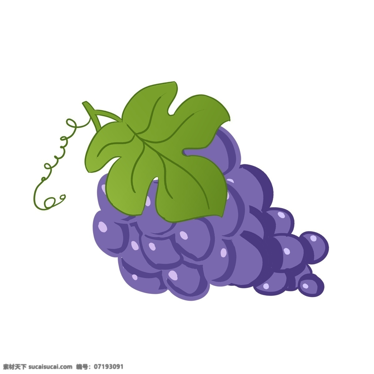 紫色 成熟 长 串 葡萄 绿叶 酸甜 可口 浆果 水分 开胃 酿酒 藤本植物 水果 过节 果盘 食用
