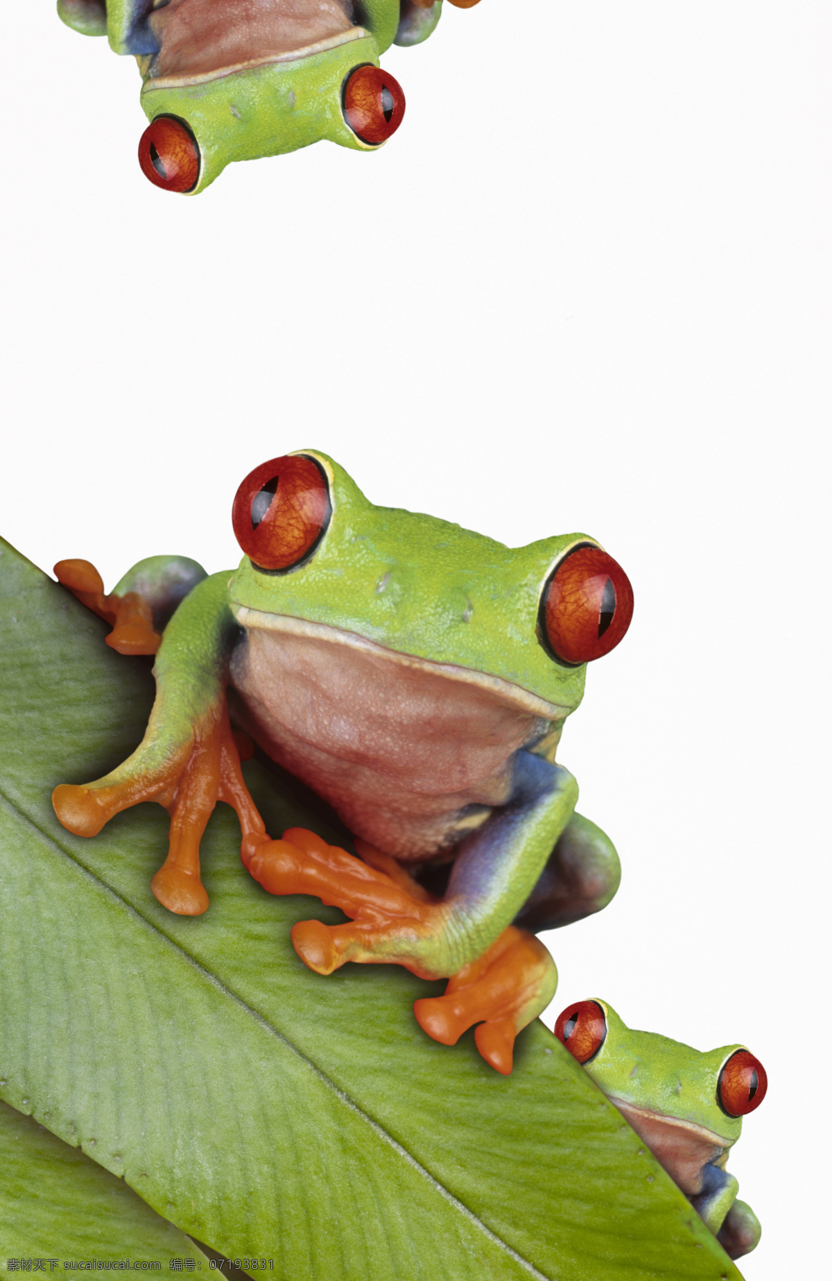 红眼睛青蛙 红眼睛 红眼 青蛙 生物世界 野生动物 摄影图库