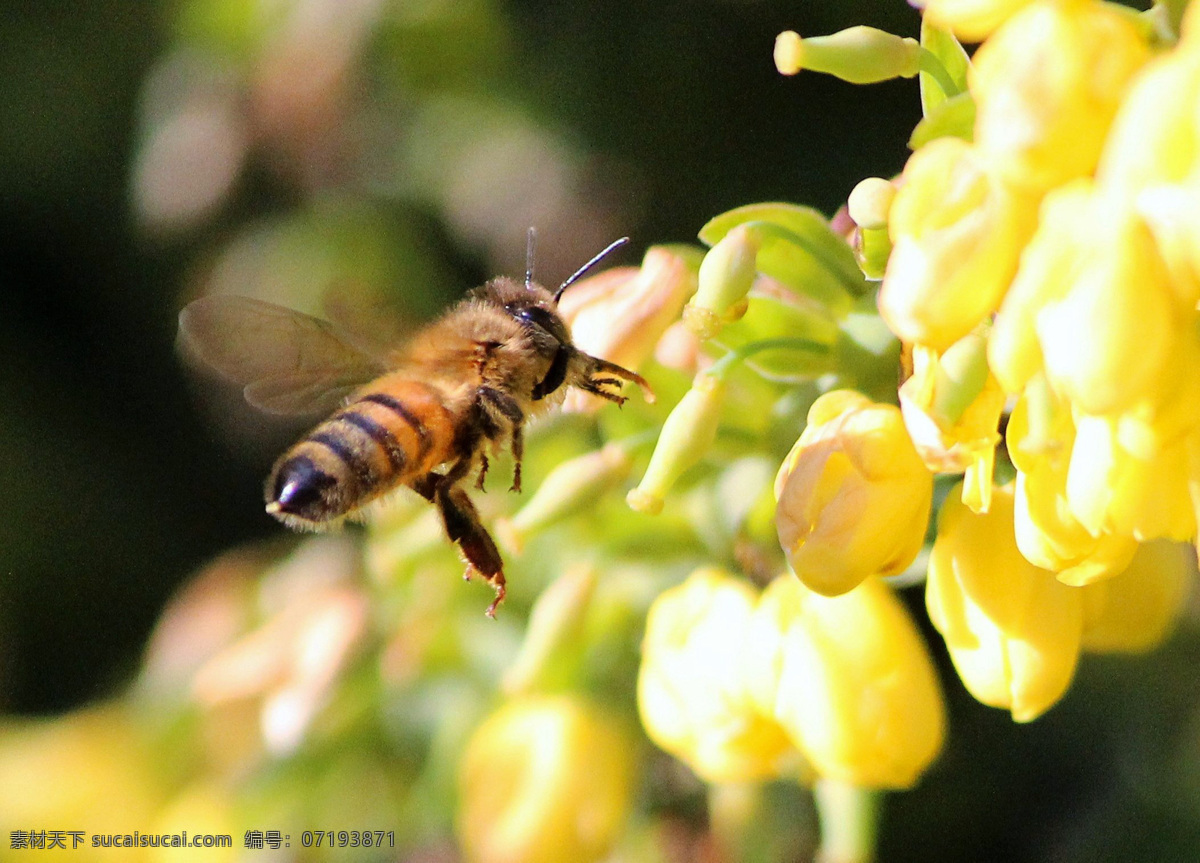 采蜜 蜜蜂 蜜蜂采蜜 授粉 勤劳的蜜蜂 生物世界 昆虫