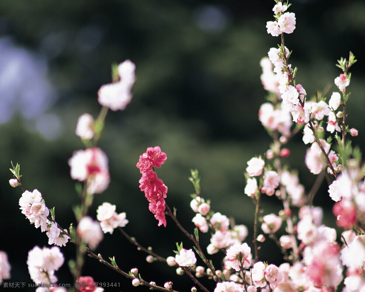 春暖花开 背景 风景 花 花草 花季 摄影图库 植物世界 自然风景 自然景观 花的季节