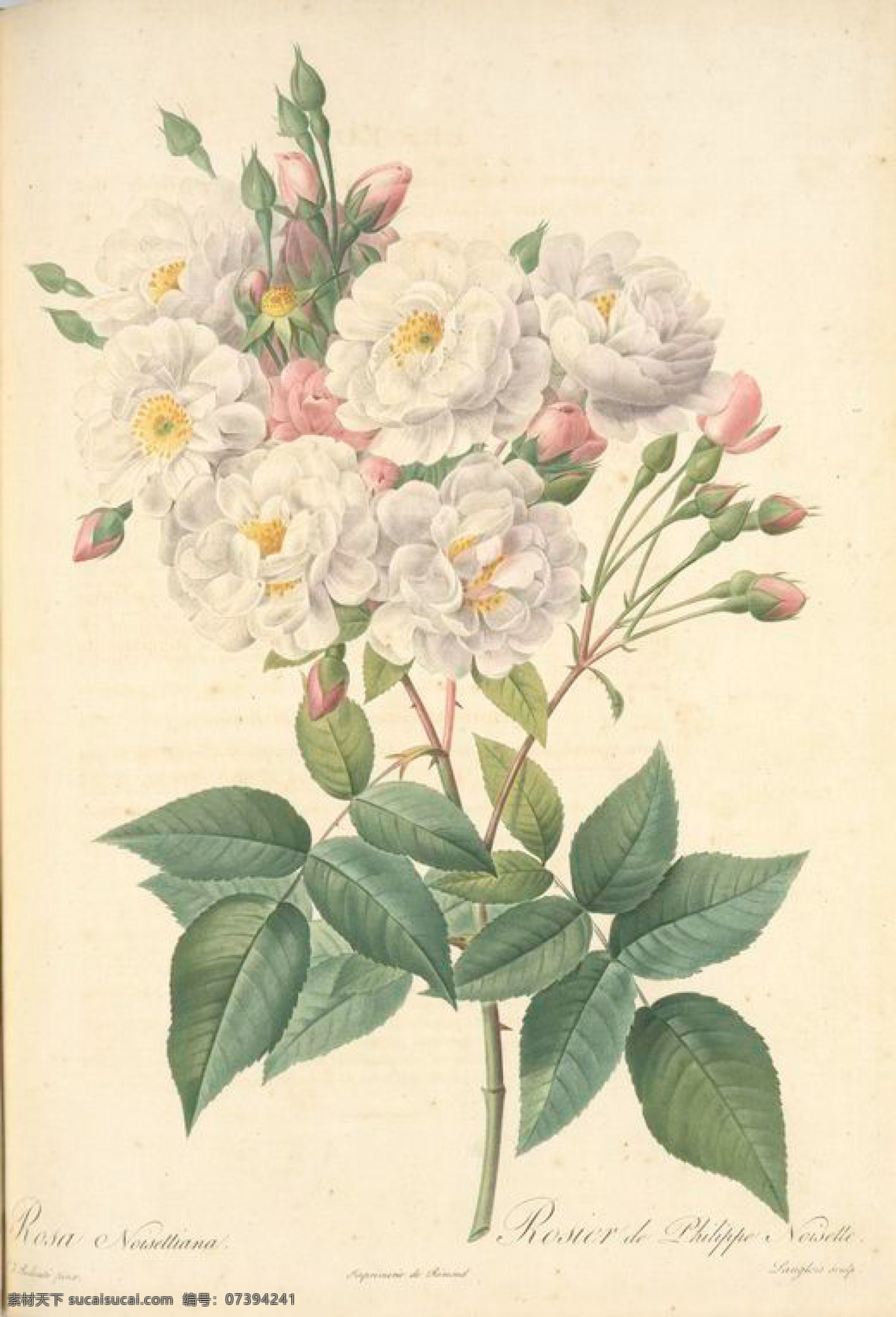 手绘 复古 油画 花朵 花 花卉 玫瑰 艺术名画 植物图 文化艺术