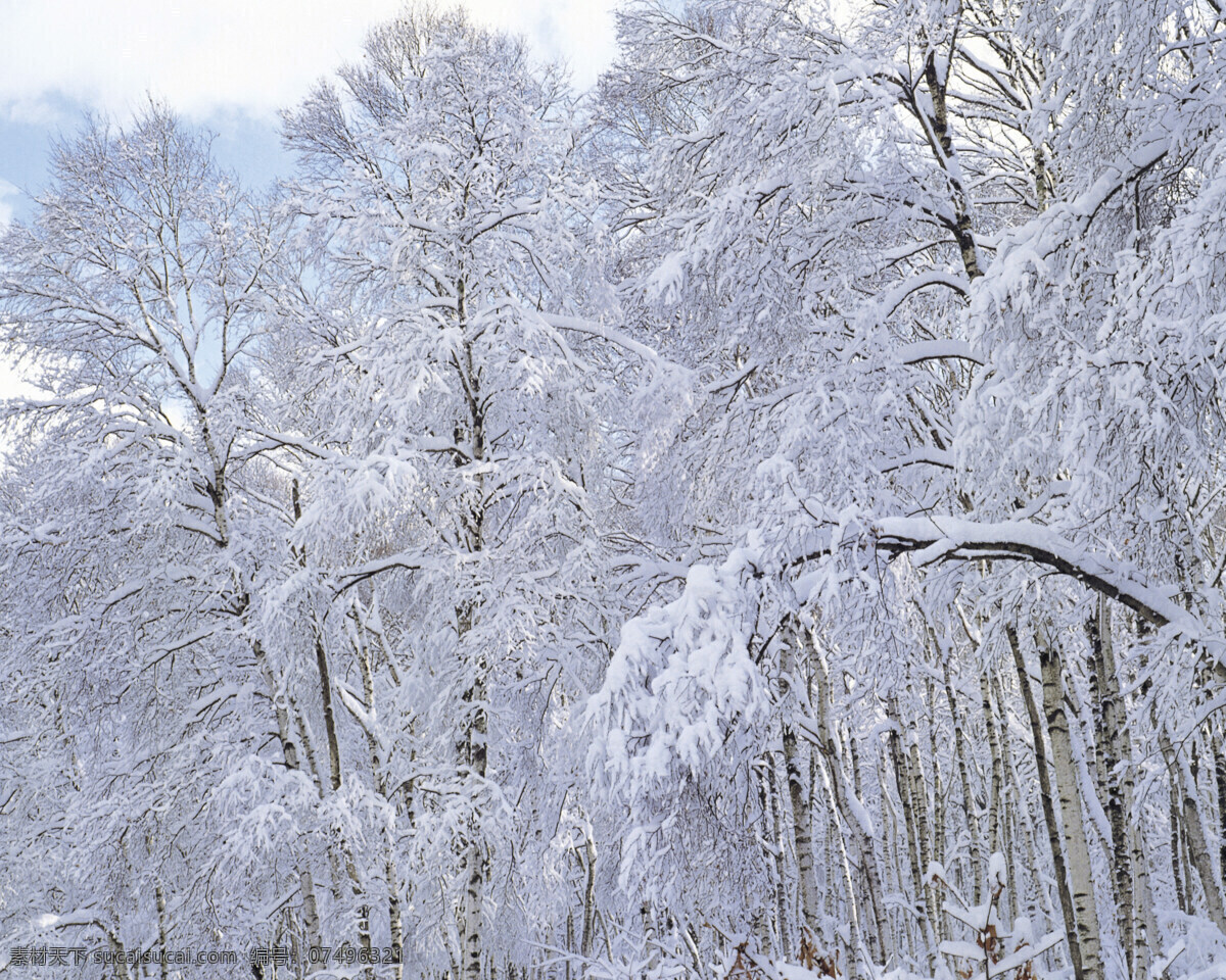 素裹 雪 林 白雪皑皑 雪景 雪松 白雪风光 森林大雪 风景 生活 旅游餐饮