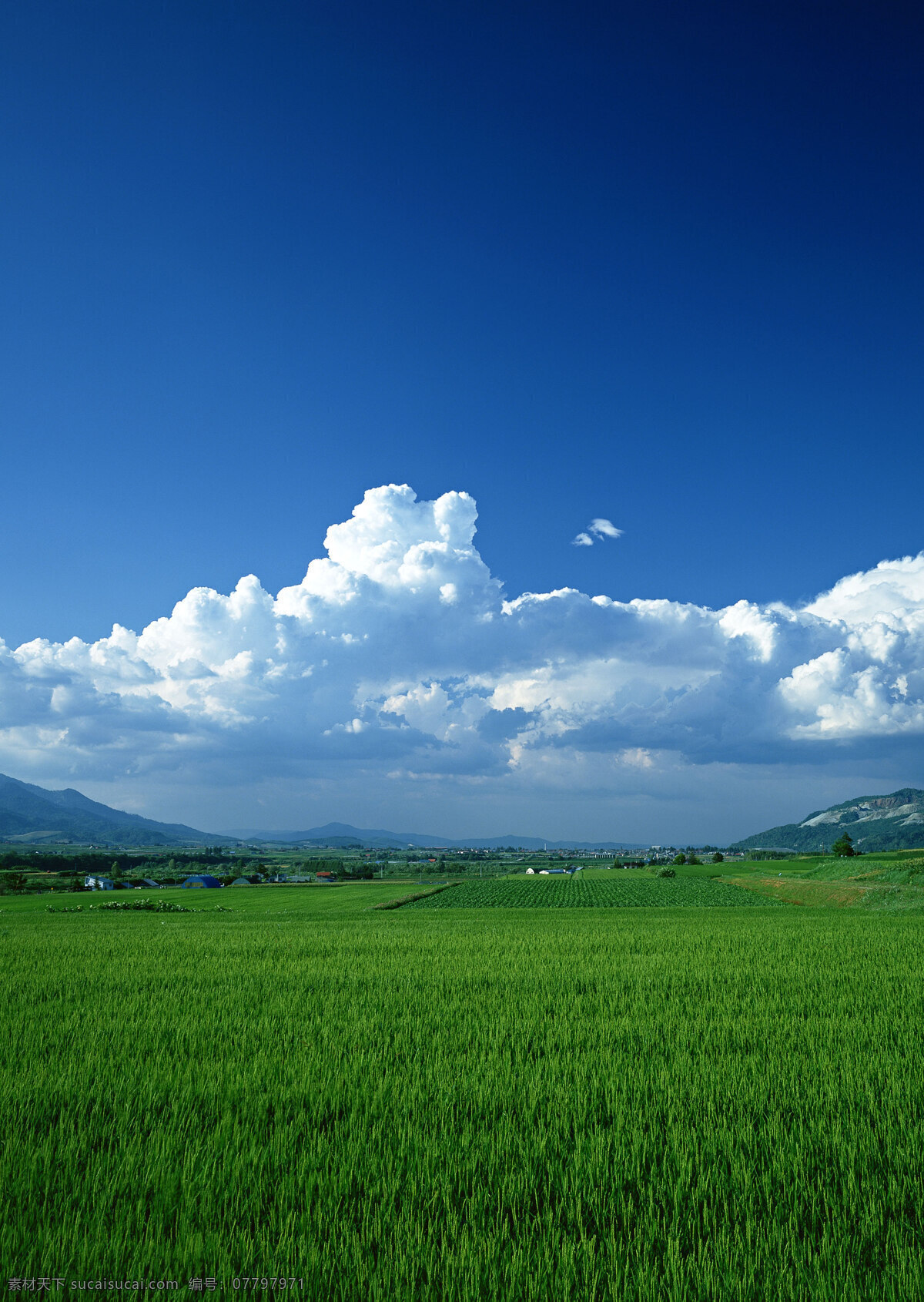 蓝天 下 绿色 小麦 风景 风光 旅行 自然 草原 草地 草 草坪 辽阔 草原风景 草原风光 天空素材 自然景观 自然风景