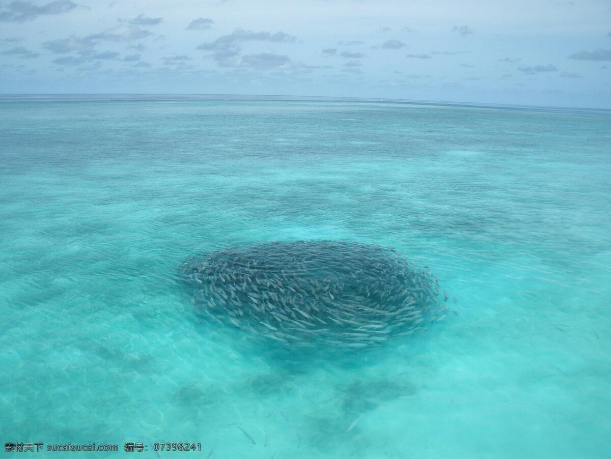 海洋生物 鱼群 大海 海面 鱼 海平面 生物世界