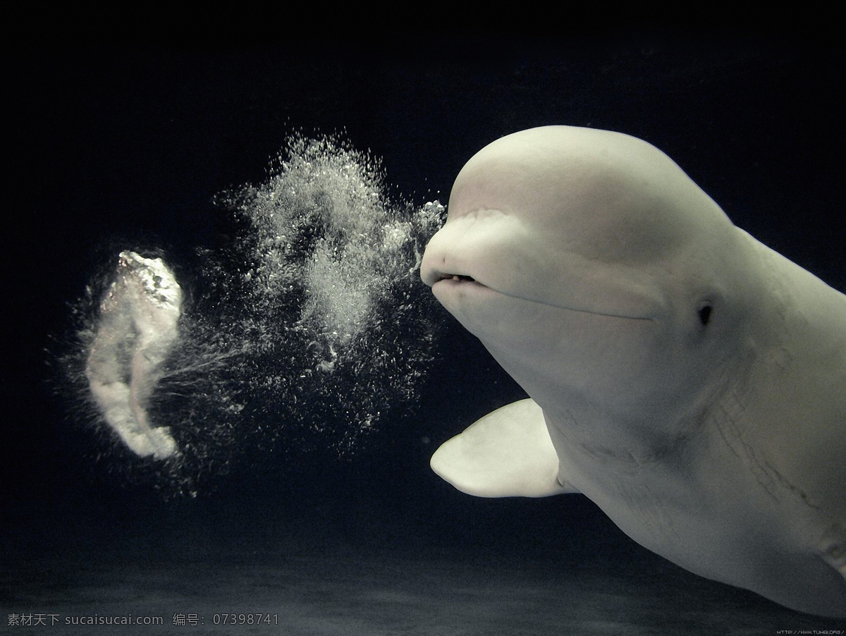 白鲸 吐 水圈 光环 海洋动物 精品 摄影图 生物世界 水泡 水下