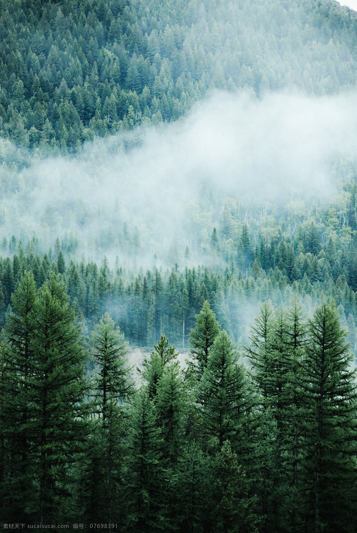 云雾 缭绕 森林 景色 树木 云朵 生物世界 树木树叶