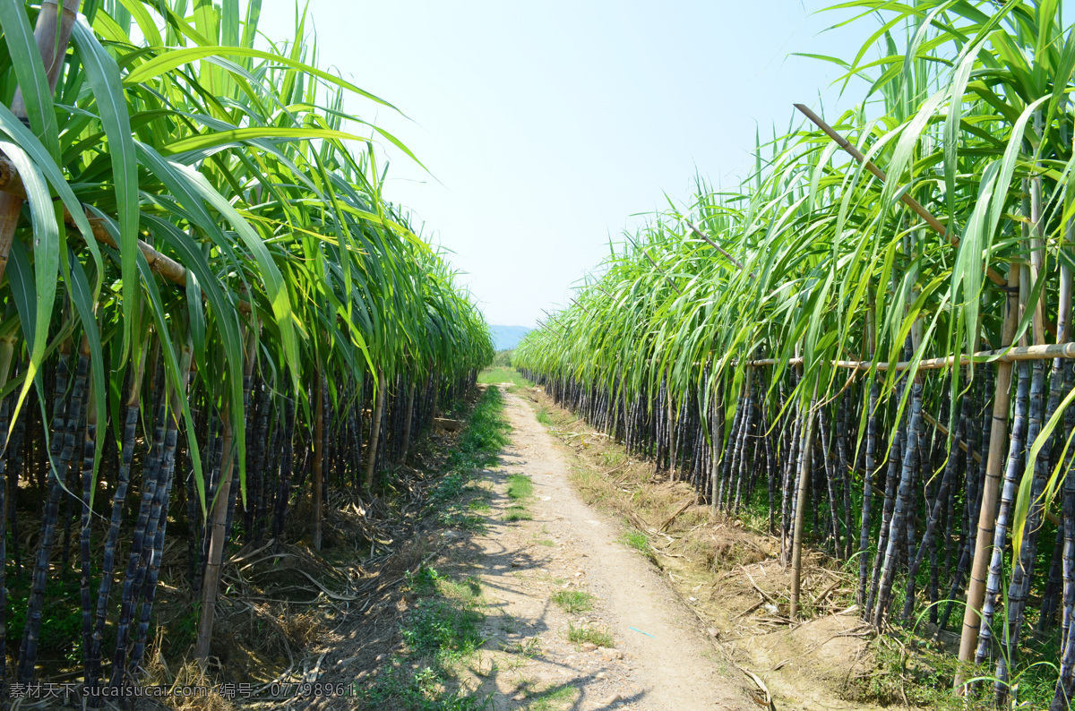 甘蔗 农田 庄稼 大自然 植物 田园风光 自然景观