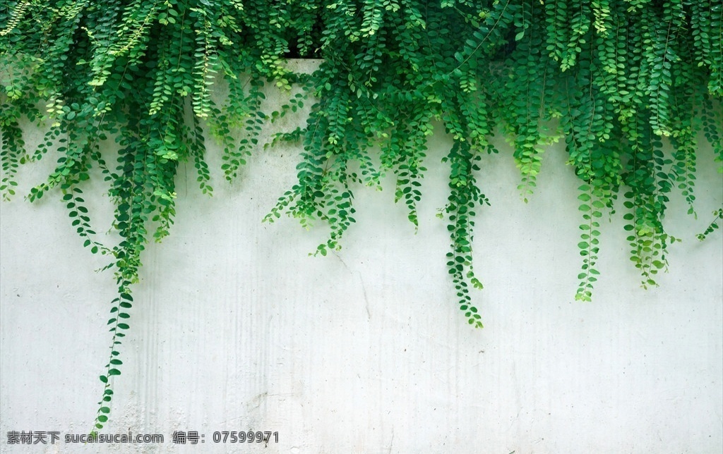 藤 植物 绿色 绿色植物 风景素材 旅游摄影 自然风景