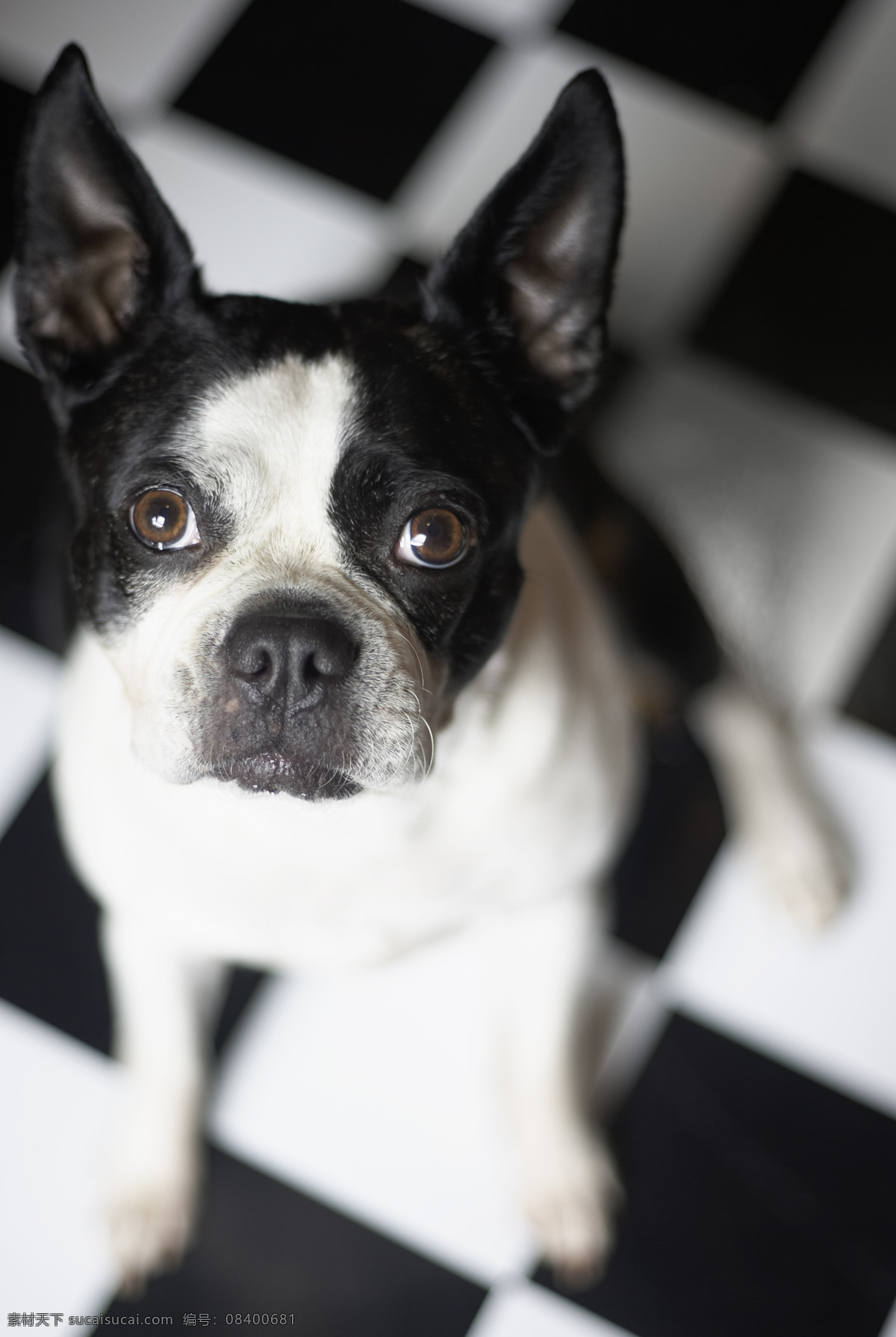 可爱 宠物狗 狗 宠物 小狗 名犬 名贵犬种 犬科动物 狗狗图片 生物世界