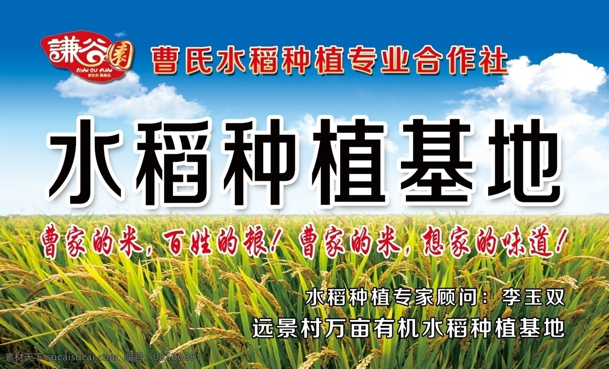 水稻基地牌 种植基地 水稻 合作社 农民 稻子 稻田 种植 蓝天 绿地 白云