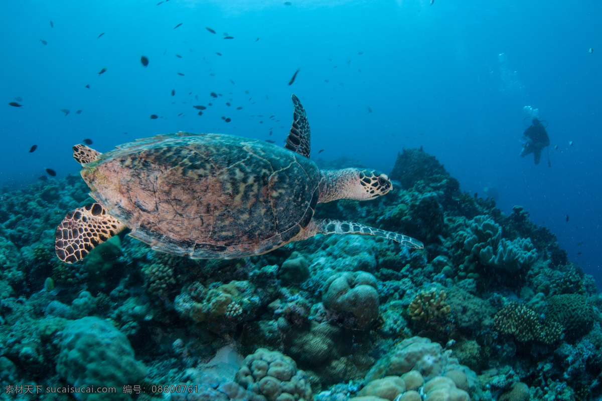 蓝色 海底 乌龟 海底世界 珊瑚 蓝色海洋 海中生物 鱼群 其他类别 生活百科 青色 天蓝色